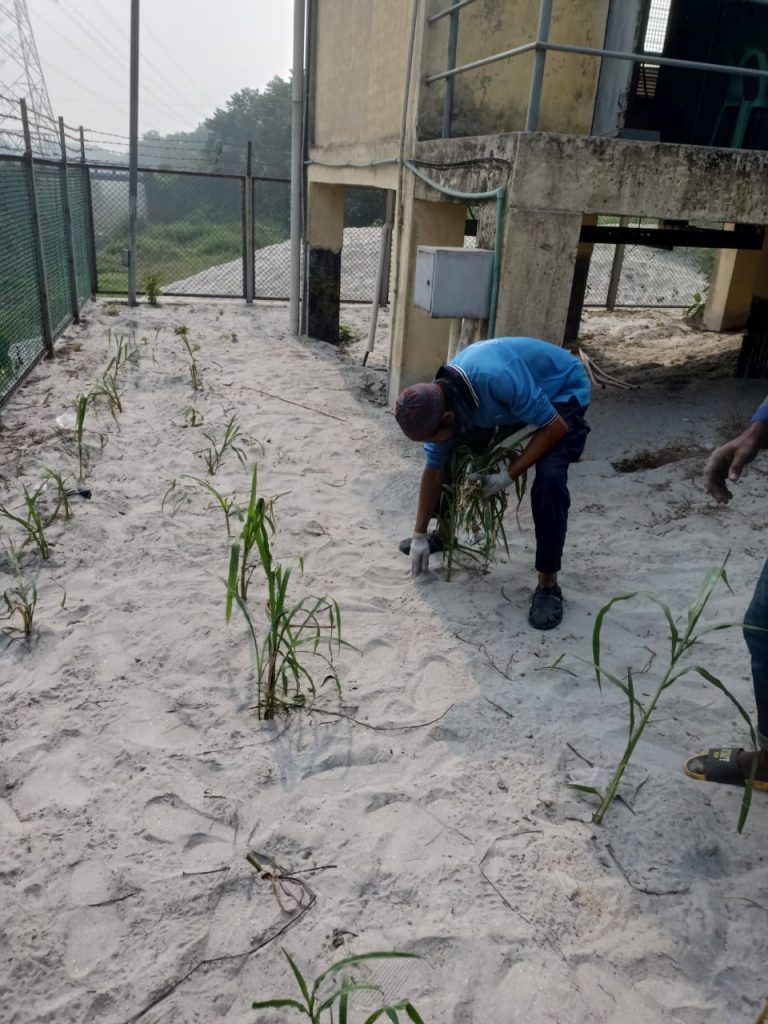 DTW-122 Grass plantation